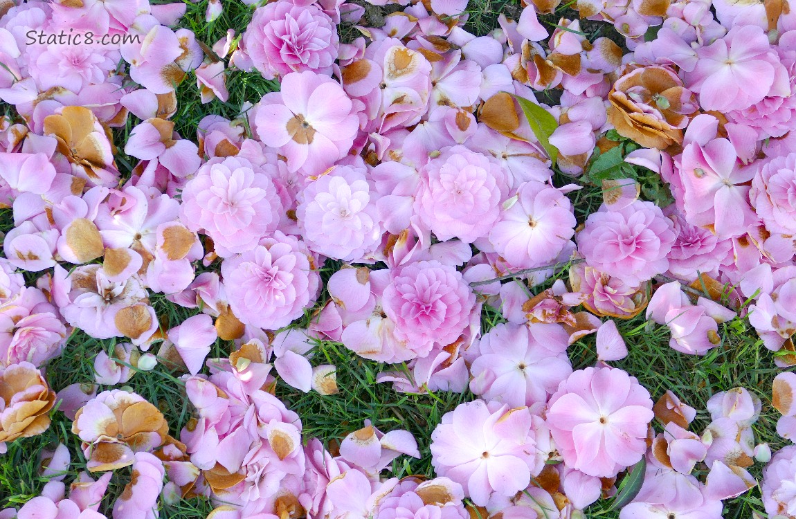 Fallen Camellia blossoms laying on the grass
