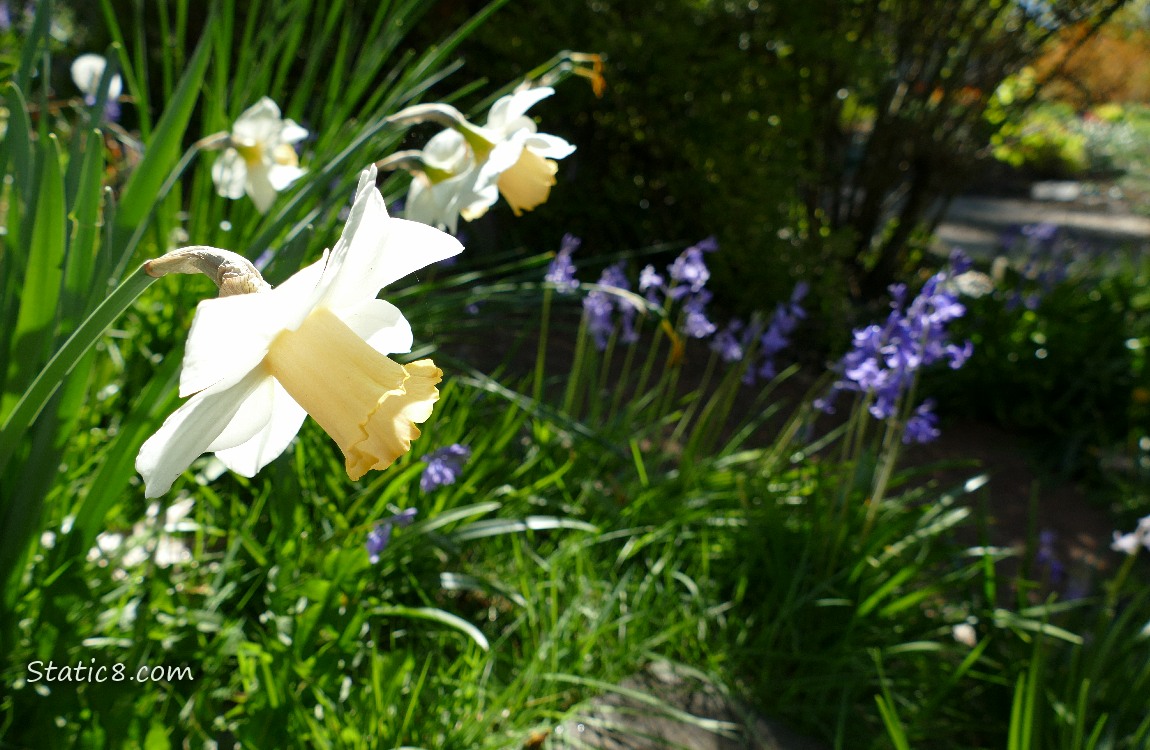 Daffodil blooms catching the light in front of shaded Spanish Bluebells