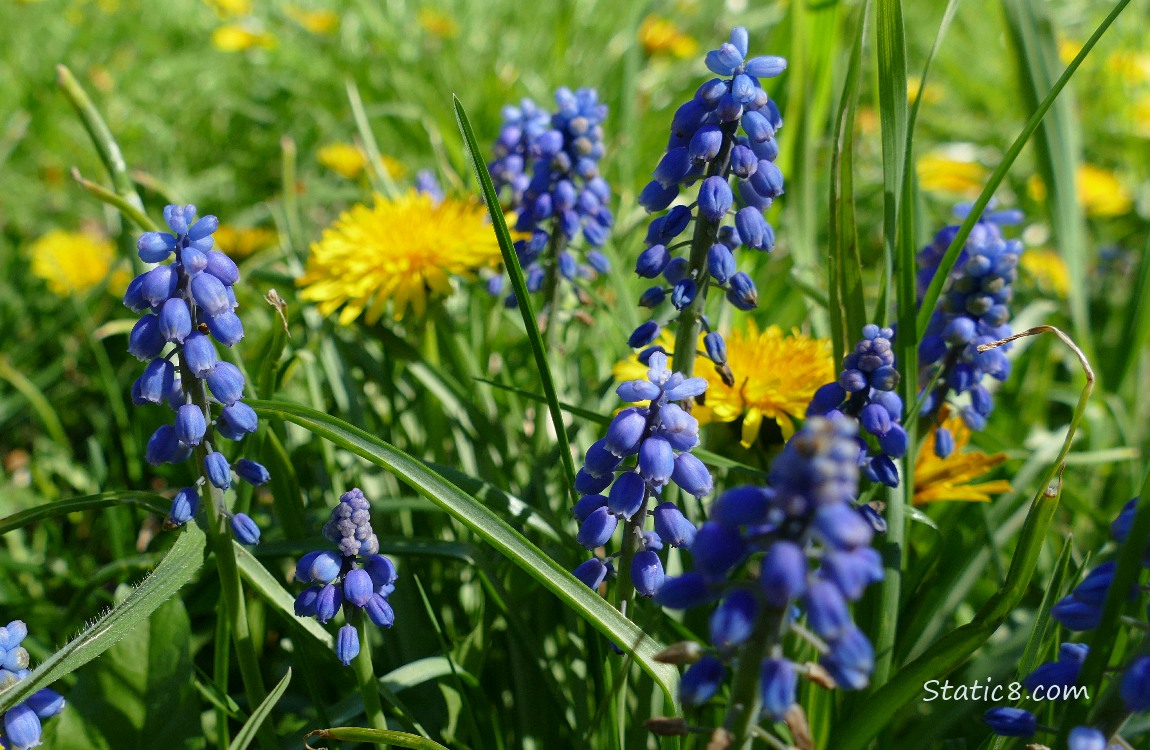 Grape Hyacinths blooming in the grass in front of Dandelion blooms