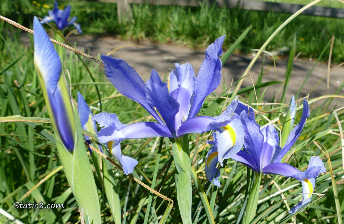 Blue Iris blooms in the grass