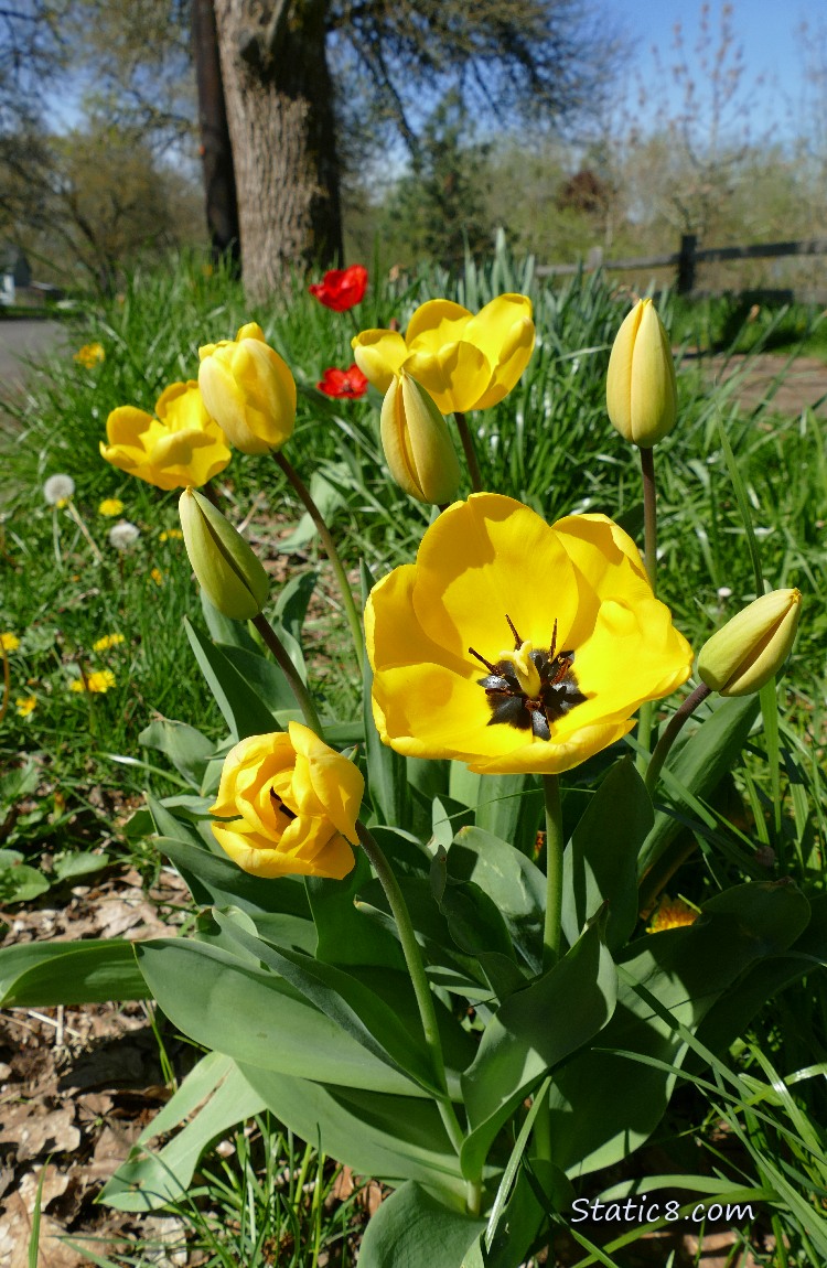 Yellow Tulip blooms in the grass under a tree