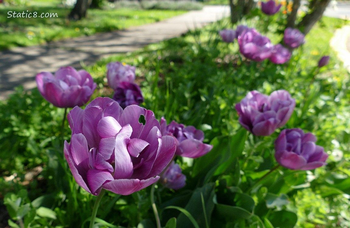 Purple double petal Tulips blooming in a hell strip