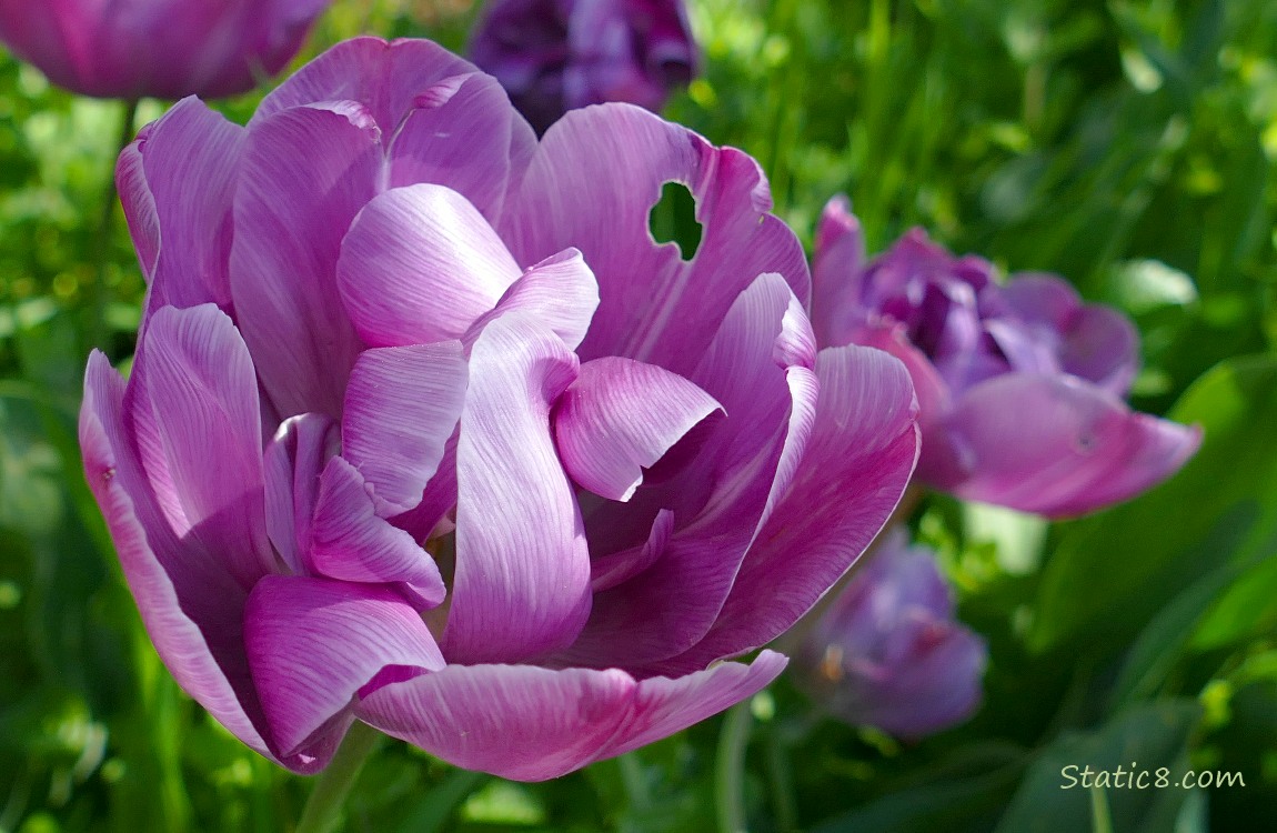 Closeup of a purple double petal Tulips blooming in a hell strip