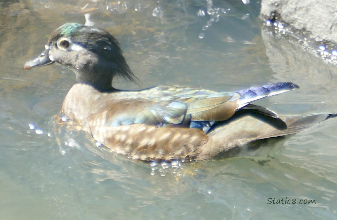 Female Wood Duck paddling on the water