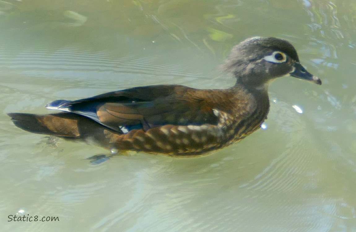 Female Wood Duck paddling on the water