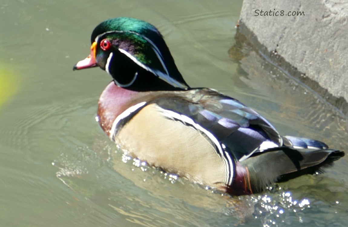Male Wood Duck paddling on the water