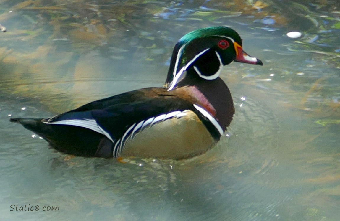 Male Wood Duck paddling on the water