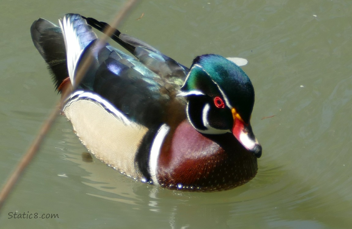 Male Wood Duck paddling on the water