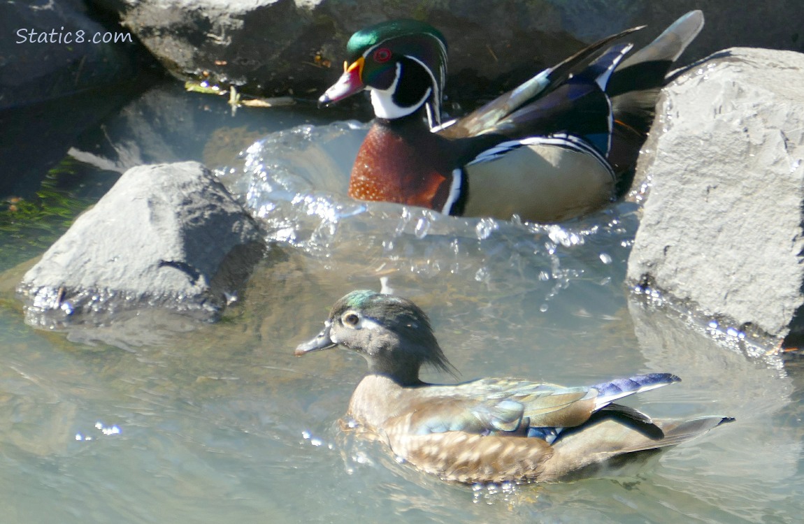 Pair of Wood Ducks paddling in the water near some rocks
