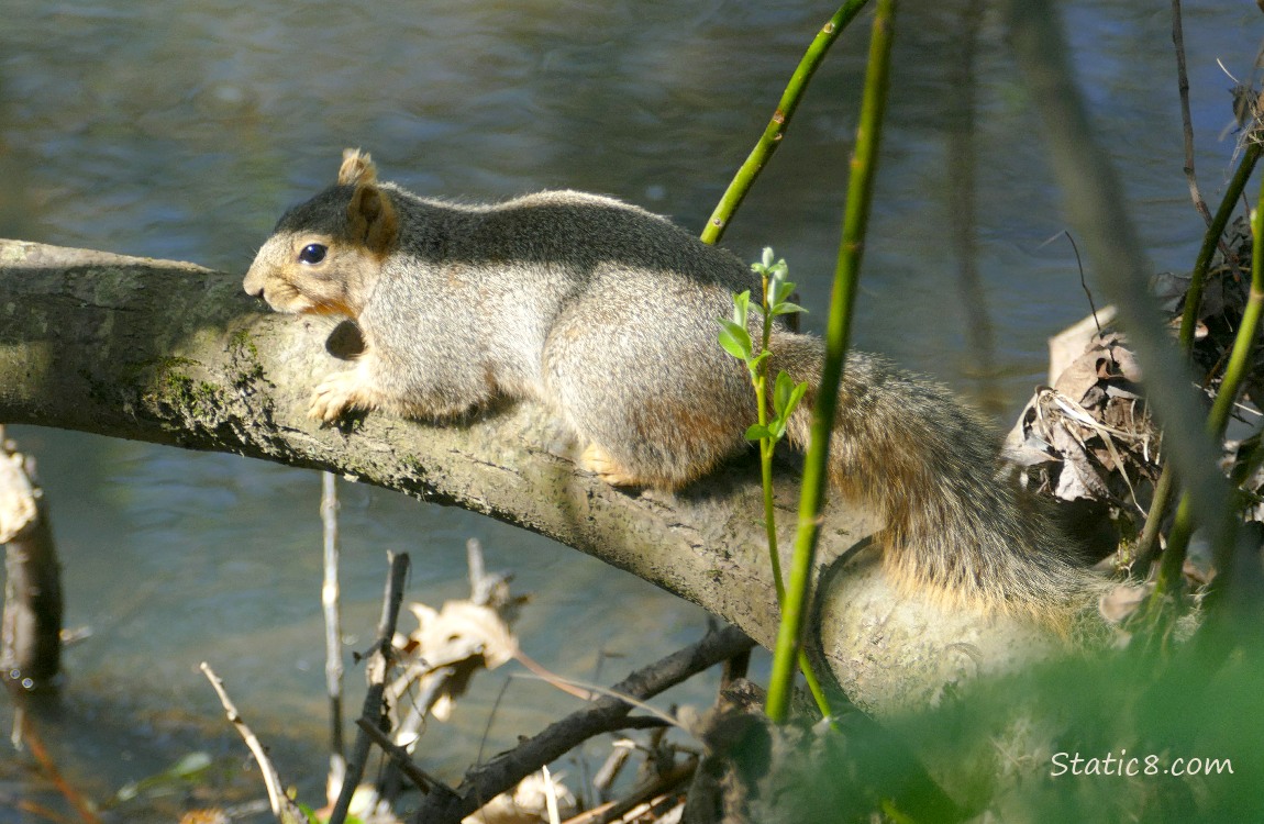 Squirrel laying on a branch over the water