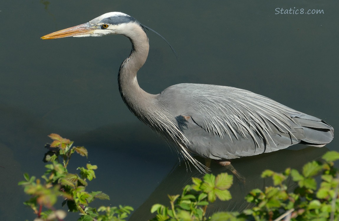 Great Blue Heron walking in shallow water