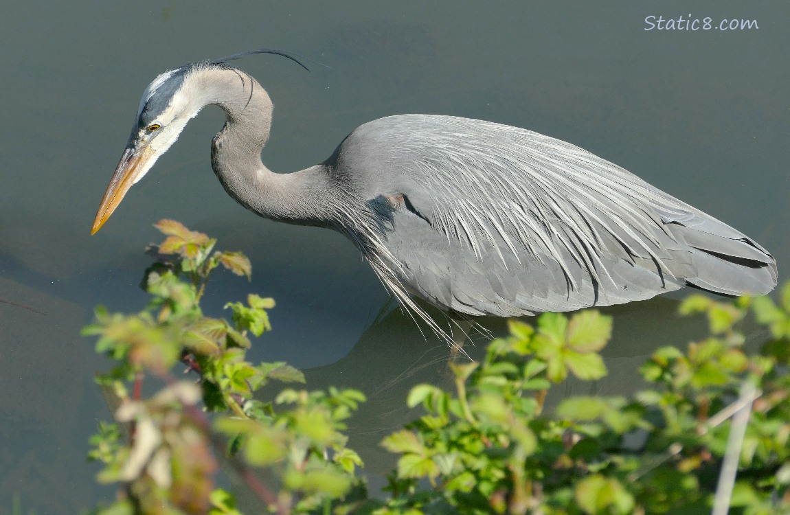 Great Blue Heron hunting in shallow water