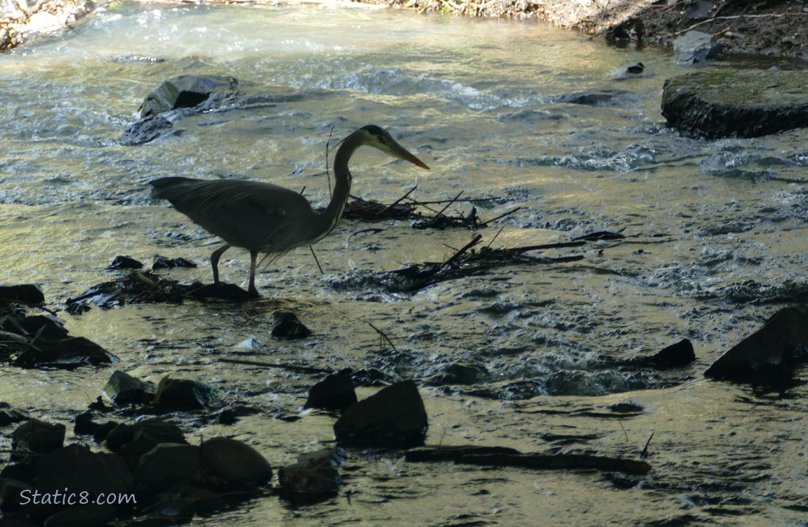 Silhouette of a Great Blue Heron hunting in shallow water with black rocks