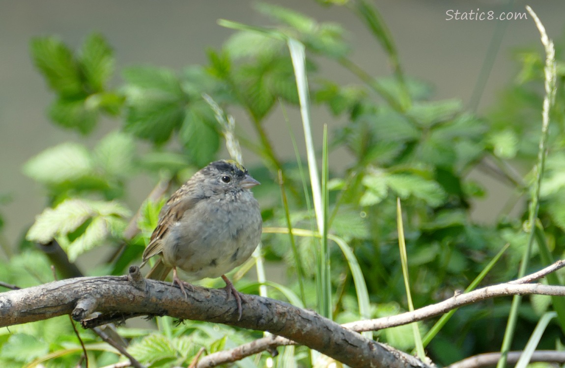 Golden Crown Sparrow standing on a branch