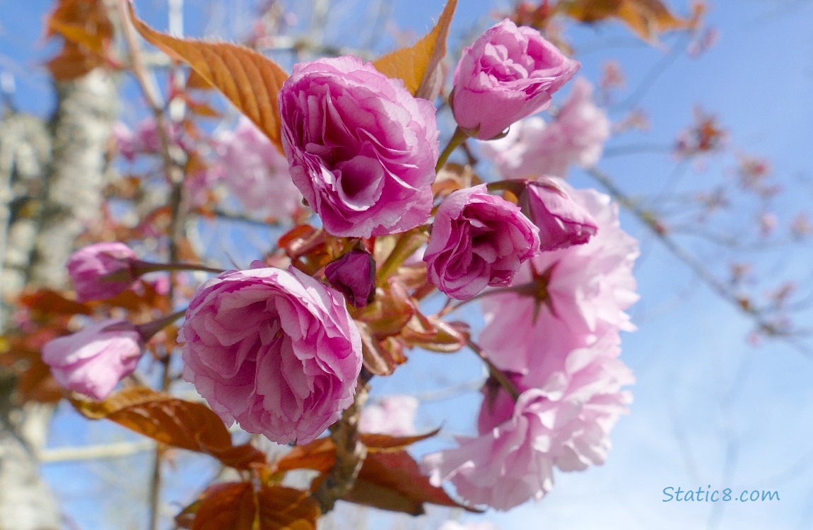 Pink double petel cherry blossoms with blue sky behind