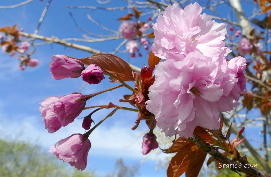 Pink double petal cherry blossoms with blue sky behind