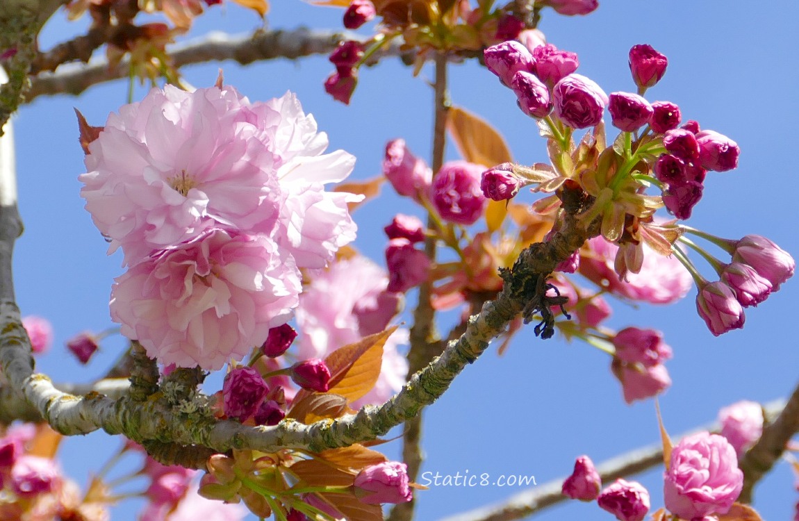 Pink double petal cherry blossoms with blue sky behind