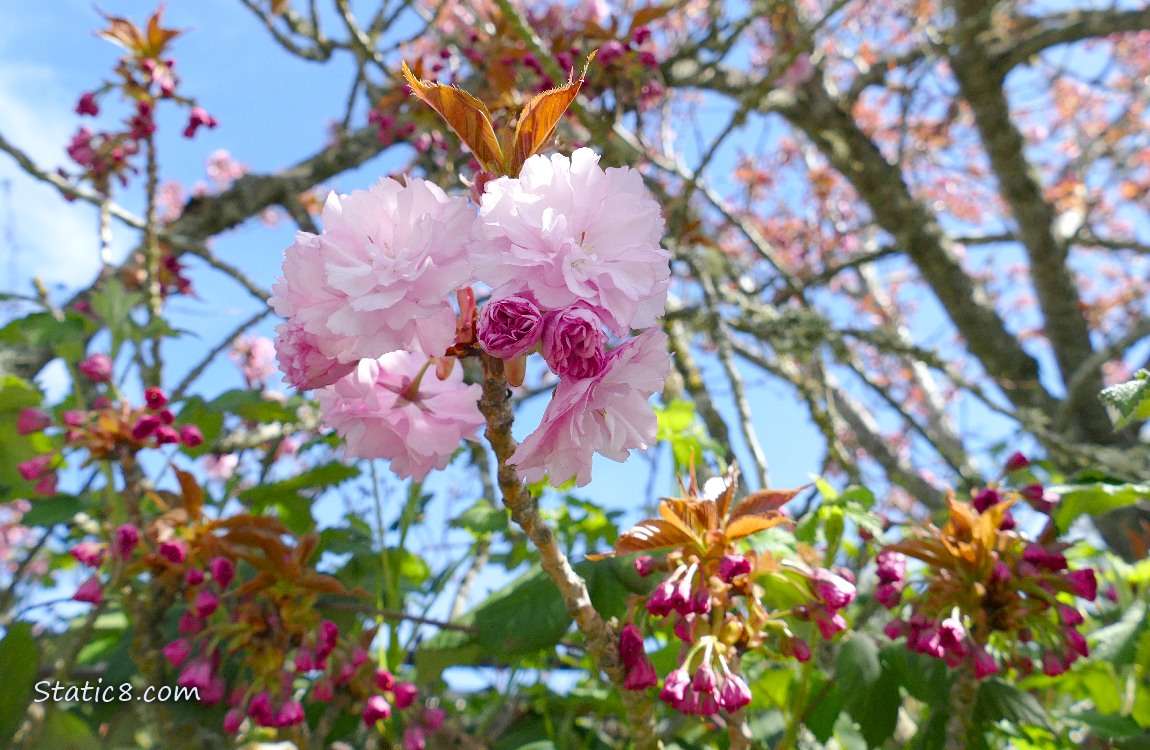 Pink double petal cherry blossoms with blue sky behind