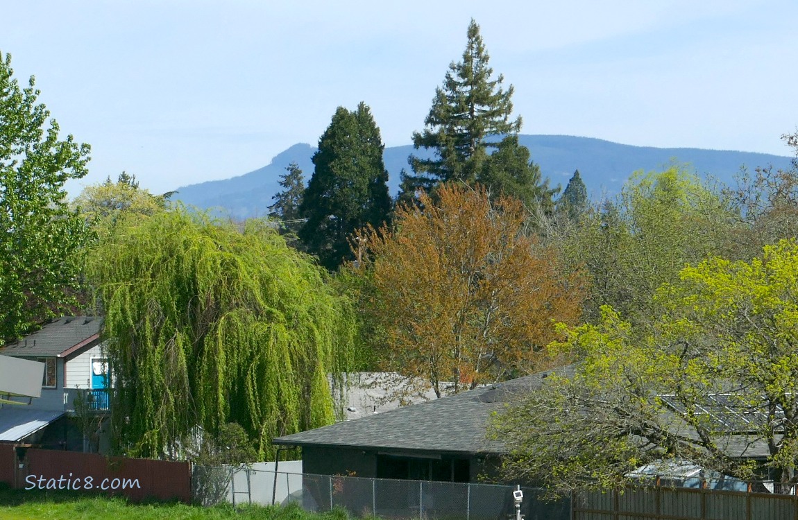 Spring green and yellow trees with a hill in the distance