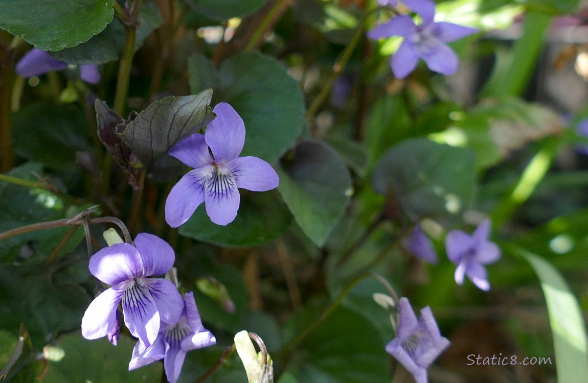 Violet blooms and leaves in the shadows