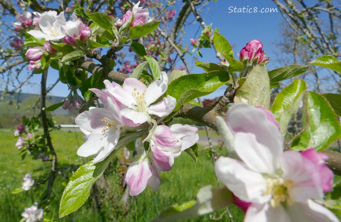 Apple blooms with blue sky behind
