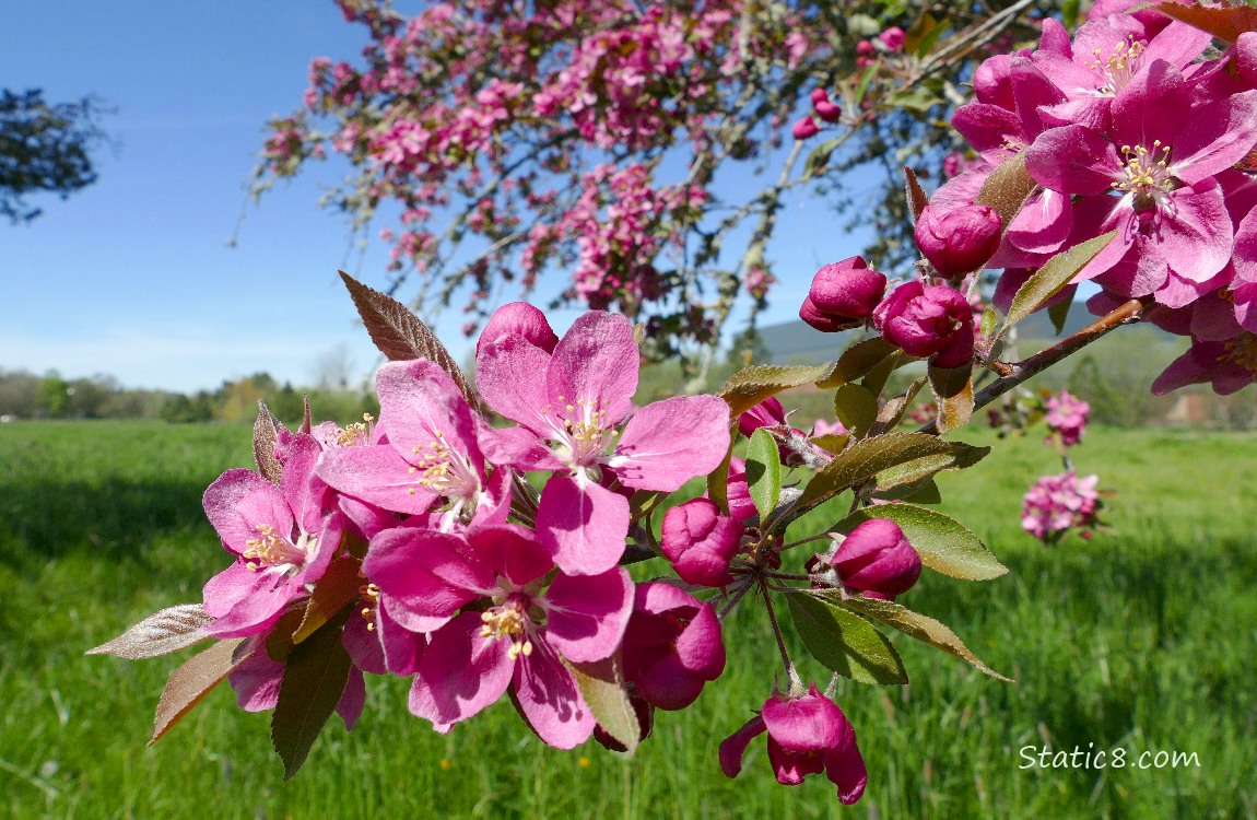 Dark pink fruit tree blooms