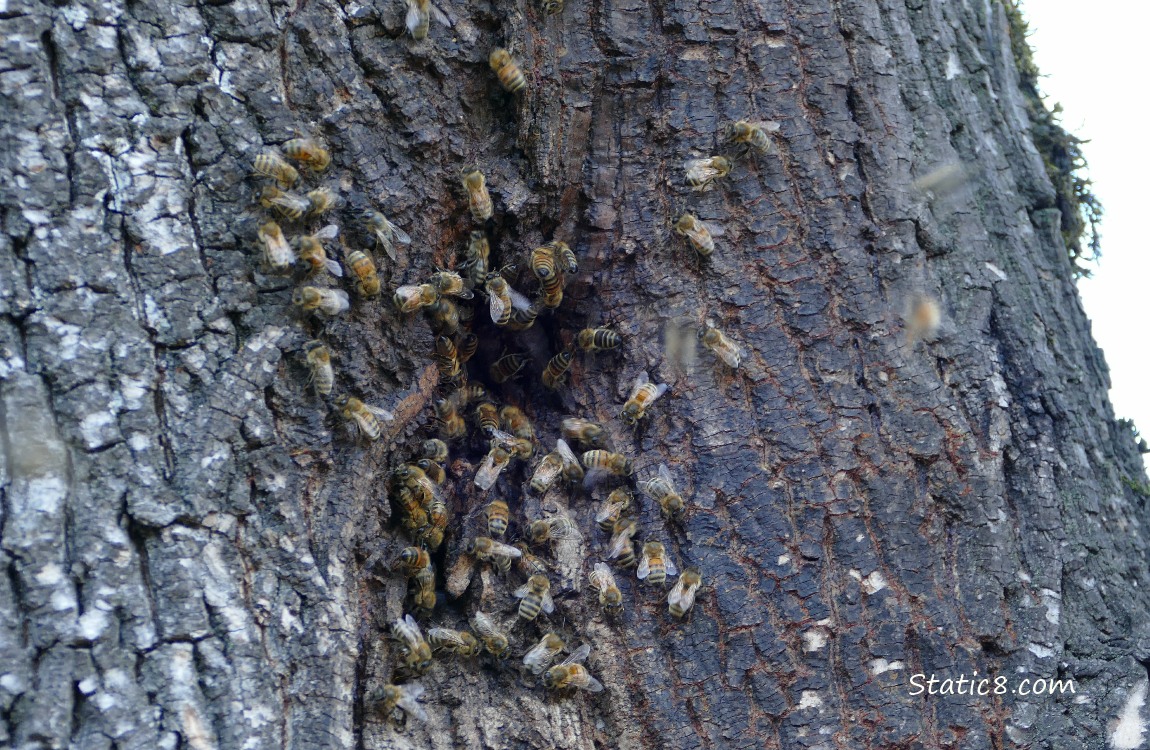 Honey Bees swarming around a hole in a tree