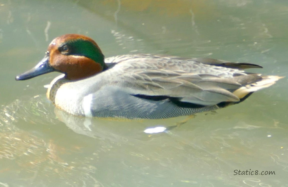Green Wing Teal paddling on the water