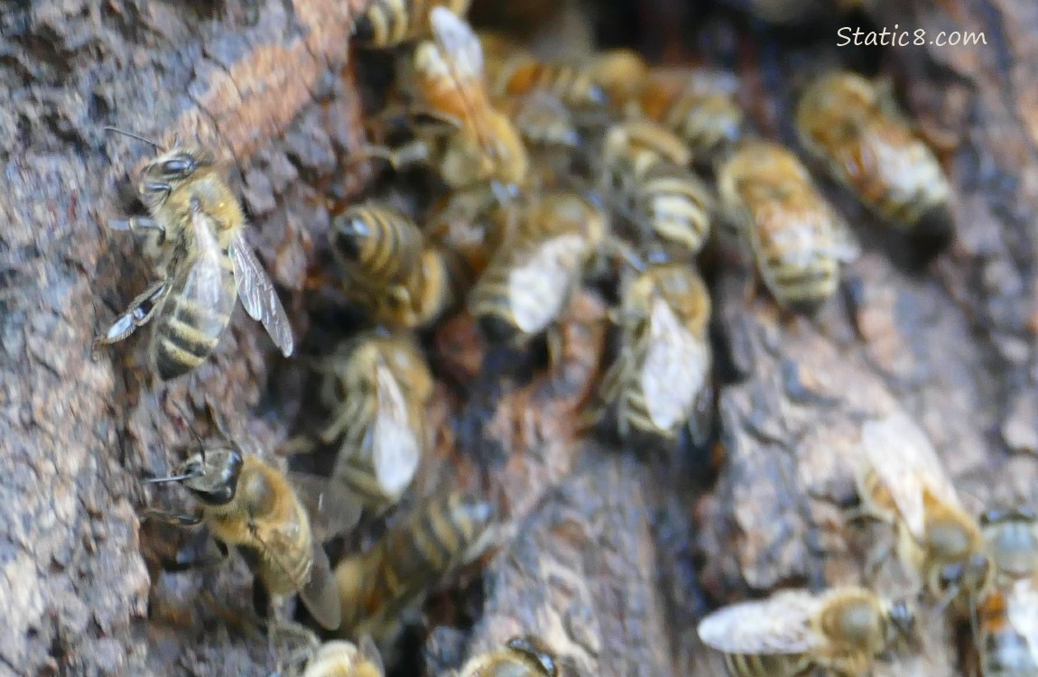 Honey Bees at the entrance of their nest