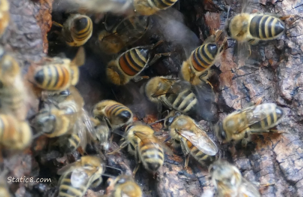 Honey Bees at the entrance of their nest