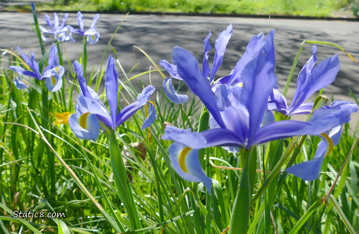 Blue Iris blooming in the grass