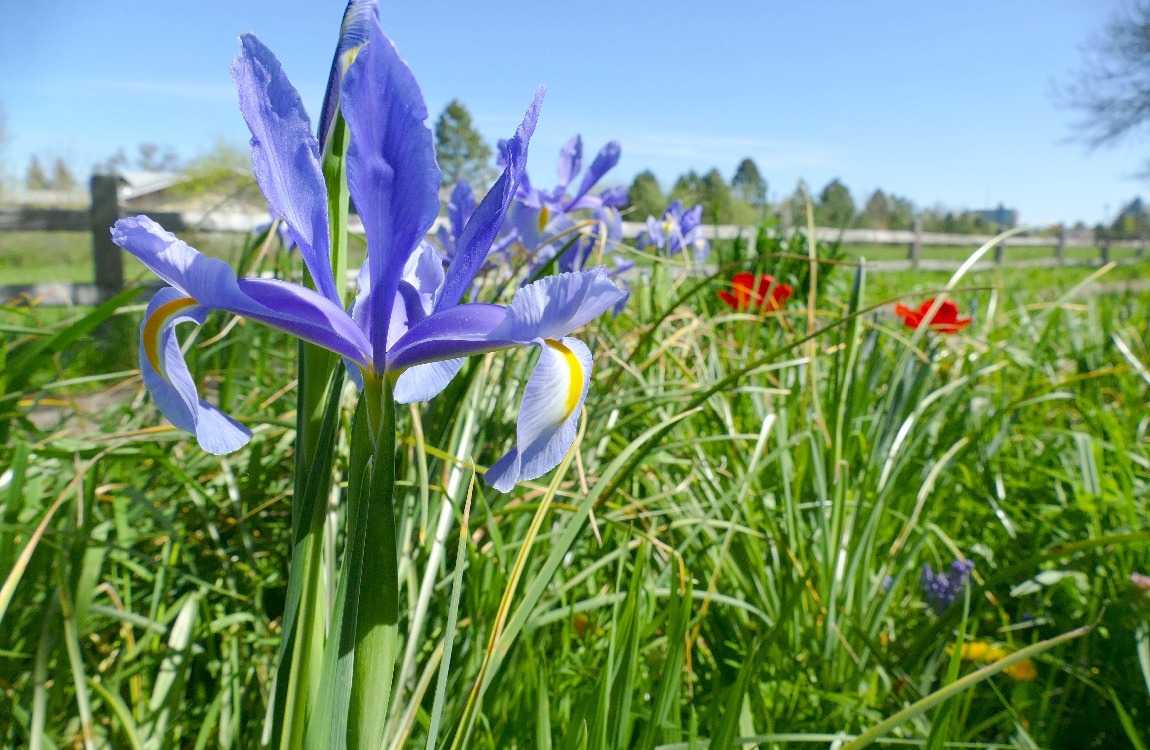 Blue Iris bloom under a blue sky
