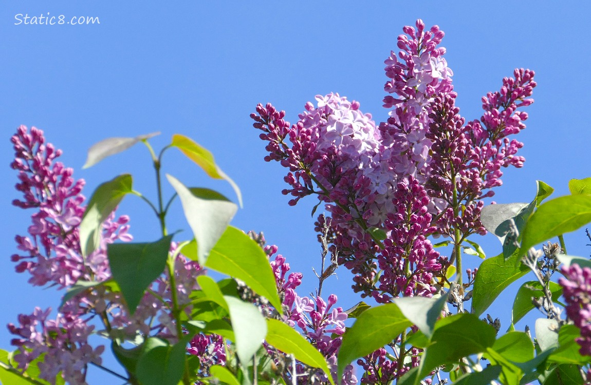 Purple Lilac blooms in front of a blue sky