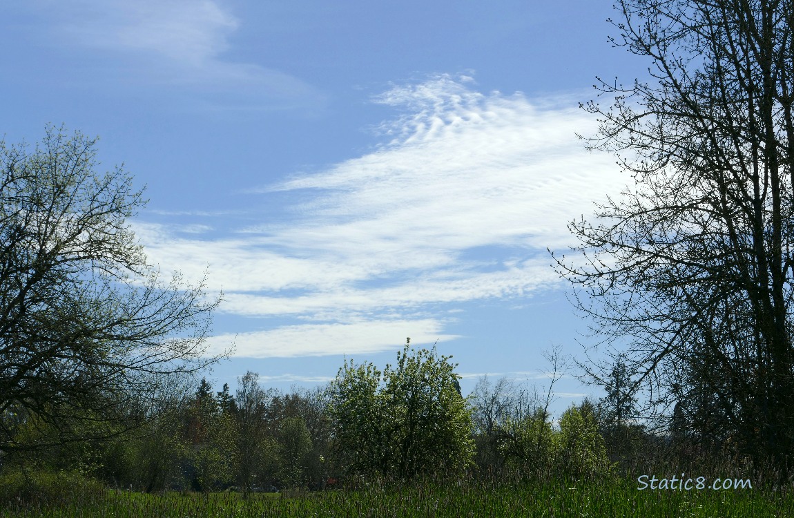 blue sky over bare trees
