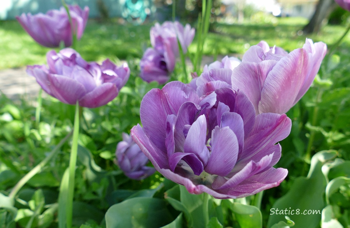 Purple double petal tulips growing in the grass