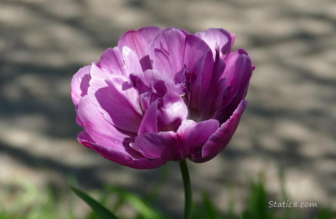Purple double petal tulip next to a sidewalk with shadows