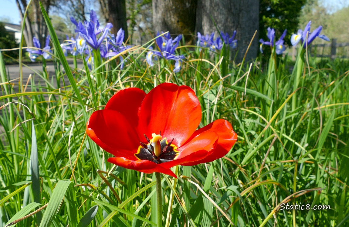 Red Tulip bloom in the grass, in front of blue iris blooms