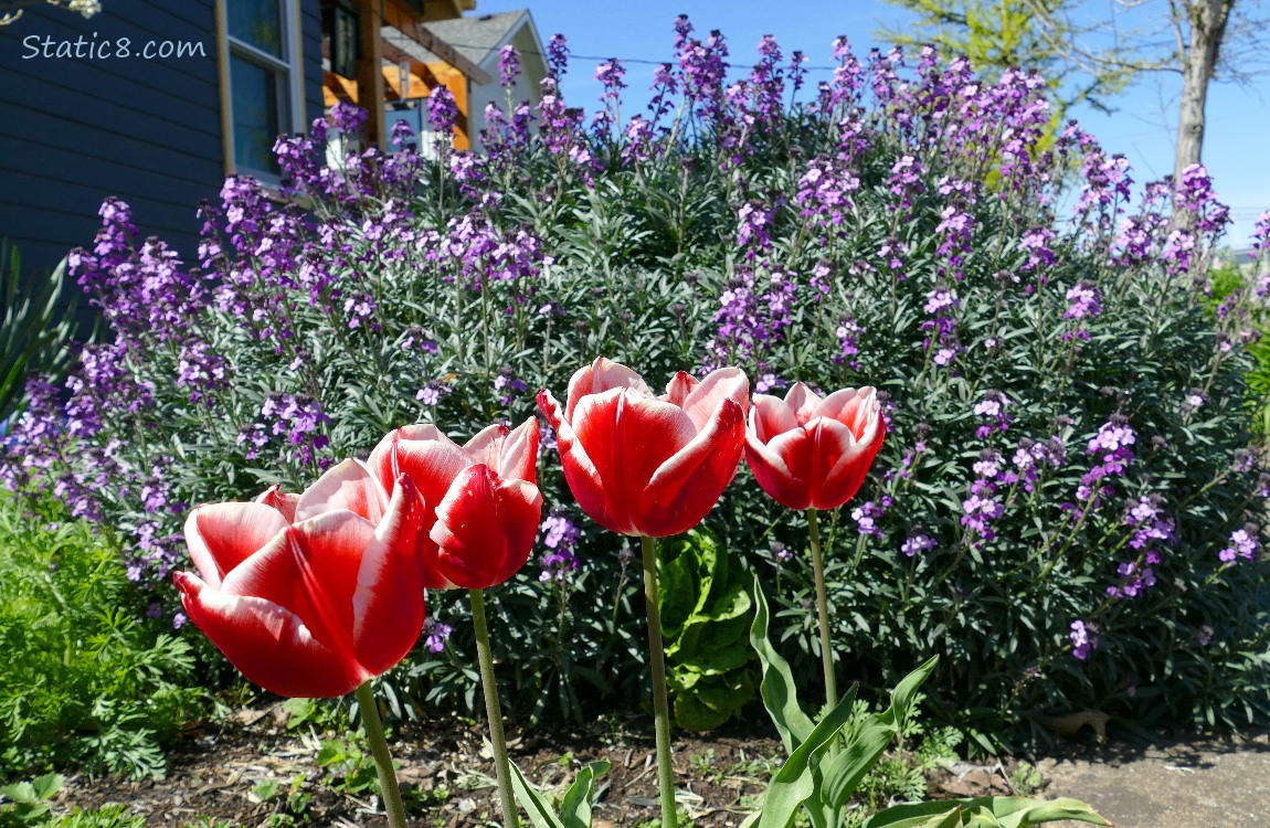 Red Tulip blooms in front of a bush with purple blooms