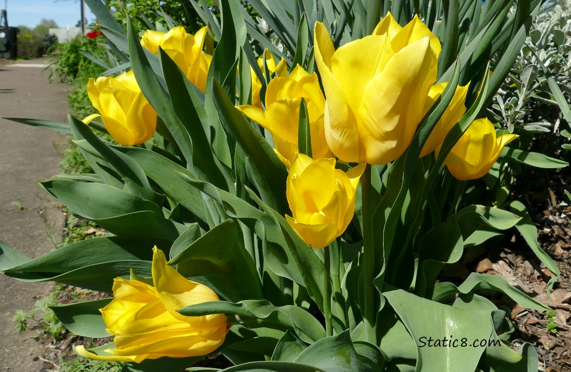 Yellow Tulip blooms next to a sidewalk