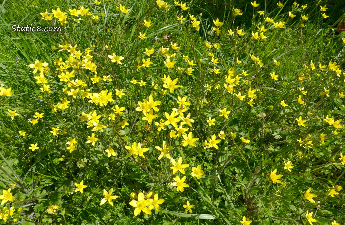 Buttercup blooms in the grass