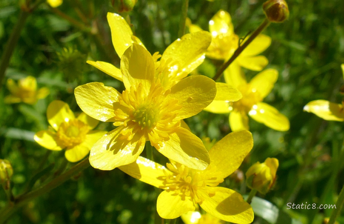 close up of Buttercup blooms
