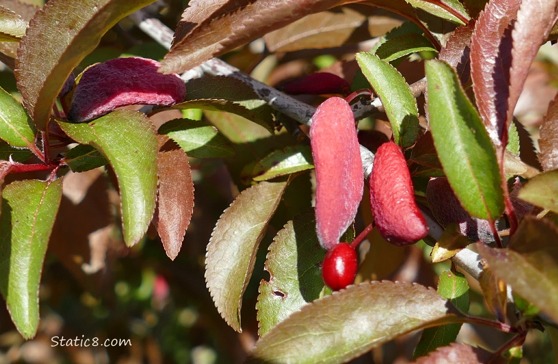 close up of plum tree