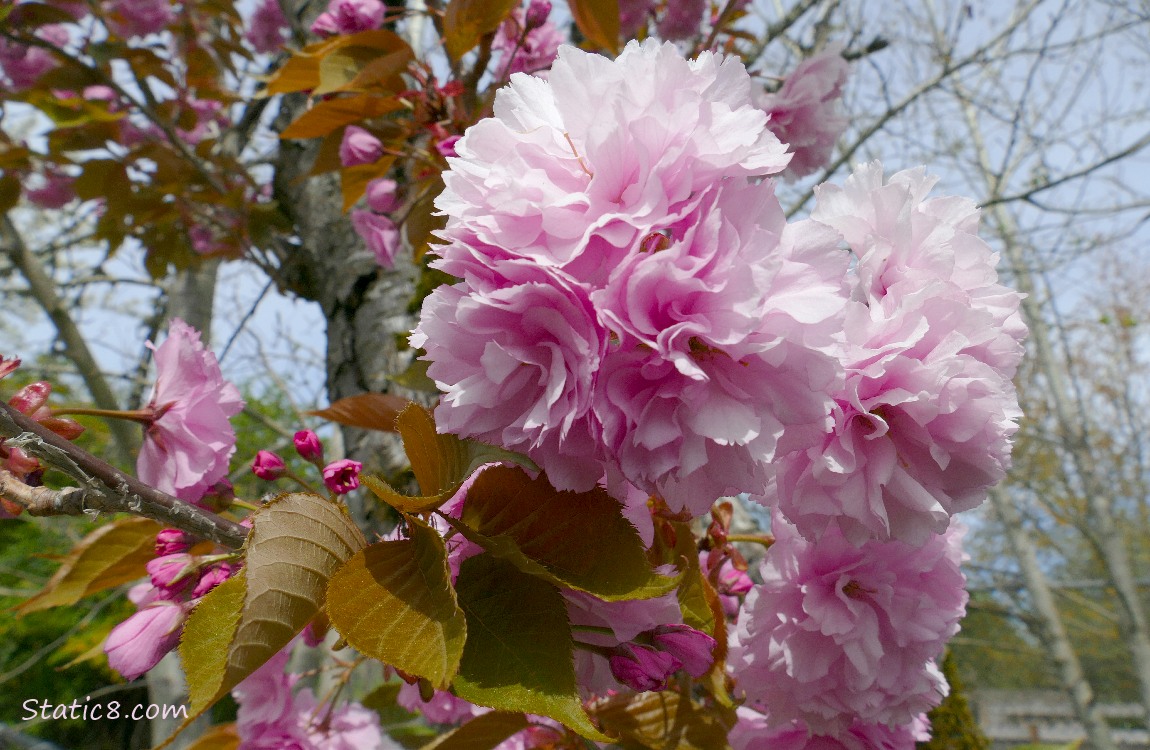 Pink double petal Cherry blossoms