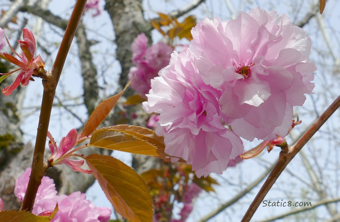 Pink double petal Cherry blossoms