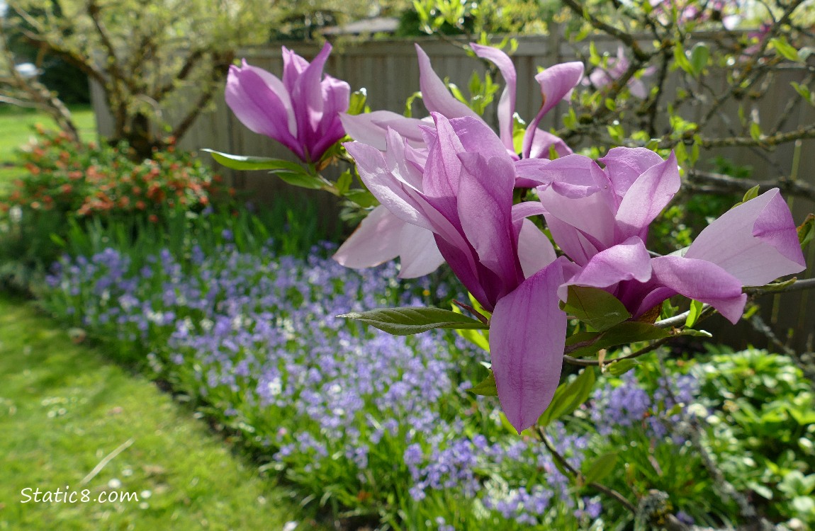 Purple Magnolia blooms in front of a bed of Spanish Bluebells