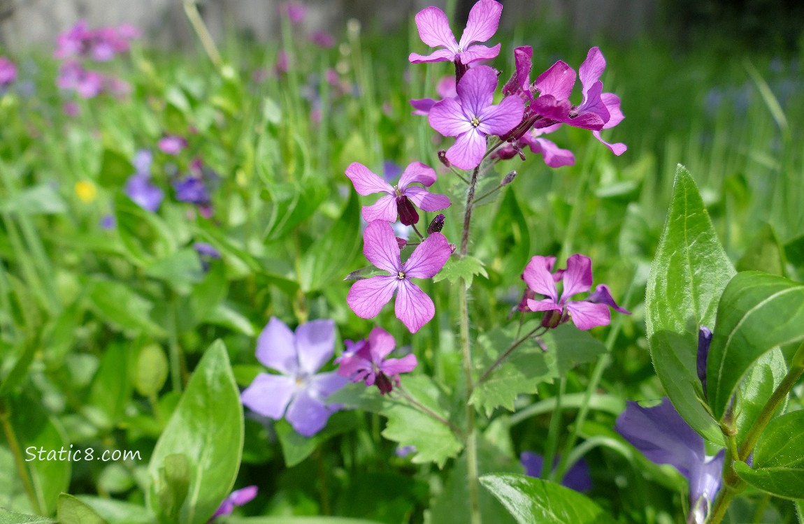 Purple Wallflowers in front of a Periwinkle bloom