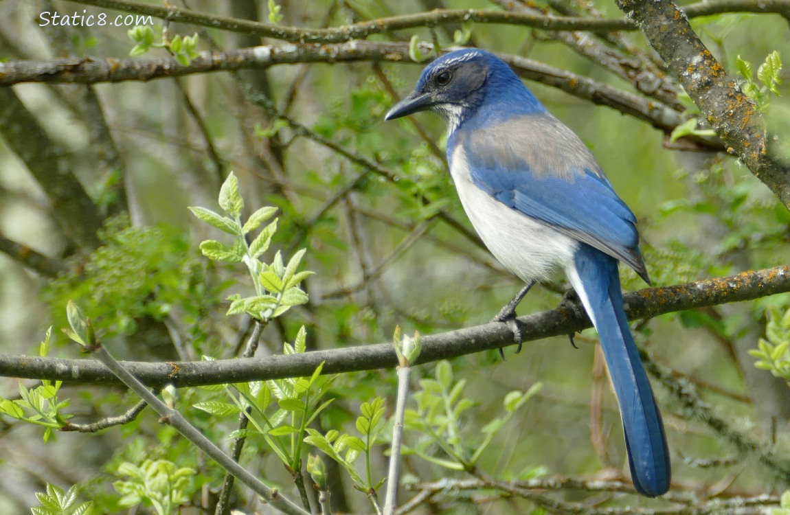 Scrub Jay standing on a branch