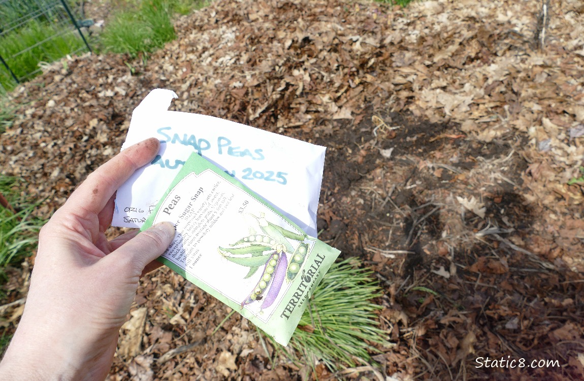 Seed packets held over a garden plot