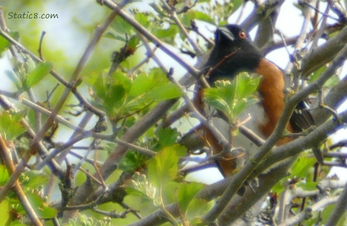 Towhee up in a tree