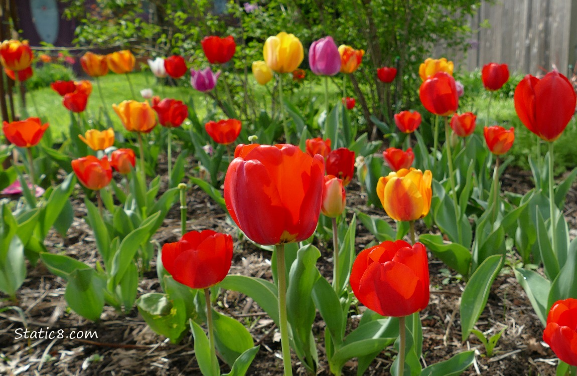 Red tulip blooms with orange and yellow blooms